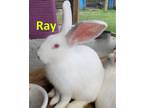 Adopt Ray a Flemish Giant