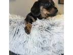 Dachshund Puppy for sale in Twentynine Palms, CA, USA