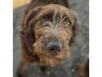 Adopt Perriwinkle a Labradoodle