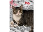 Adopt Duchess a Domestic Short Hair, Tabby