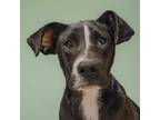 Adopt Bunny a Black Labrador Retriever, Great Dane