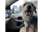 Adopt Bella a Schnauzer, Mixed Breed