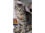 Adopt Celery a Domestic Short Hair