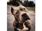 Adopt Stormy a Pit Bull Terrier, American Staffordshire Terrier