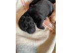Adopt Puppy female available for adoption a Labrador Retriever, Golden Retriever