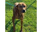 Adopt Devi a Hound