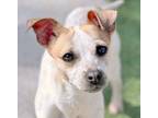 Adopt Thelma a Rat Terrier, Jack Russell Terrier