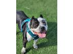 Adopt Tru a American Bully