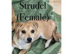 Adopt Strudel - SS6 a Dachshund