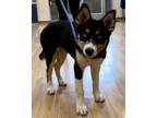 Adopt Molly a Siberian Husky, Lancashire Heeler