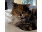 Adopt Cookie a Calico, Domestic Long Hair