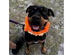 Adopt CHARLOTTE a Rottweiler, Mixed Breed