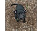 Adopt Elvira a Labrador Retriever, Pit Bull Terrier