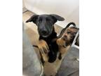 Adopt Frida a Doberman Pinscher, German Shepherd Dog