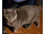 Adopt Dusty a Domestic Short Hair