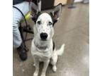 Adopt Opal a Australian Shepherd, Husky