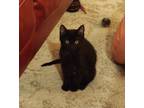 Adopt Djinni a Bombay, Domestic Short Hair