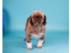 Adopt Lindsay a Shih Tzu, Mixed Breed