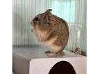 Adopt Barnaby a Dwarf Hamster