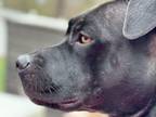 Adopt Rosie a American Staffordshire Terrier, Black Labrador Retriever