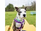 Adopt Kiki a American Staffordshire Terrier, Mixed Breed