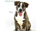 Adopt Arya a American Staffordshire Terrier, Mixed Breed