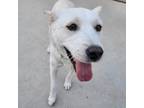 Adopt Mongsil a Jindo, Mixed Breed