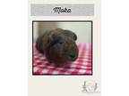 Adopt Moka a Guinea Pig