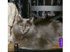 Adopt Rachel a Nebelung