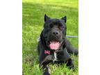 Adopt Shakira a Cane Corso