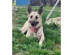 Adopt Stevia a German Shepherd Dog