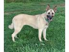 Adopt Splenda a Anatolian Shepherd, German Shepherd Dog