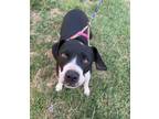 Adopt Frankie a American Staffordshire Terrier, Mixed Breed