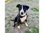 Adopt Dixie a American Bully, Pit Bull Terrier