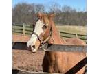 Adopt Delilah a Quarterhorse