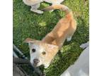 Adopt Yadira a Siberian Husky, Dachshund