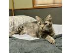 Adopt Daniella a Domestic Short Hair