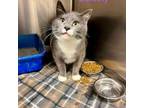 Adopt Dorothy a Domestic Short Hair