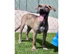 Adopt Blizzard (Crystal Pup) a Plott Hound, Black Mouth Cur