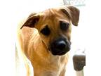 Adopt Remi - (Christina Pup) a Black Mouth Cur, Lhasa Apso