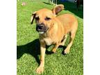 Adopt Daisy (Christina Pup) a Black Mouth Cur, Lhasa Apso