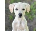 Adopt Darby a Labrador Retriever