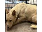 Adopt Kateri a German Shepherd Dog