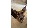 Adopt Elle Woods a German Shepherd Dog, Black Mouth Cur