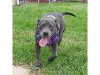 Adopt Candy a Pit Bull Terrier