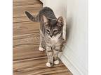 Adopt Claire a Domestic Short Hair