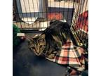 Adopt Trigress a Domestic Short Hair