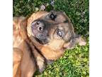 Adopt Harley a German Shepherd Dog, Mixed Breed