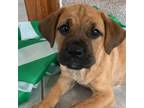 Adopt Cute Paddy a Boxer, Terrier