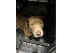 Adopt Wendy a Pit Bull Terrier